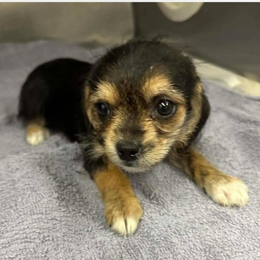 Enlarge Merrybell, a ADOPTABLE mixed breed in clayton , CA image 5/5