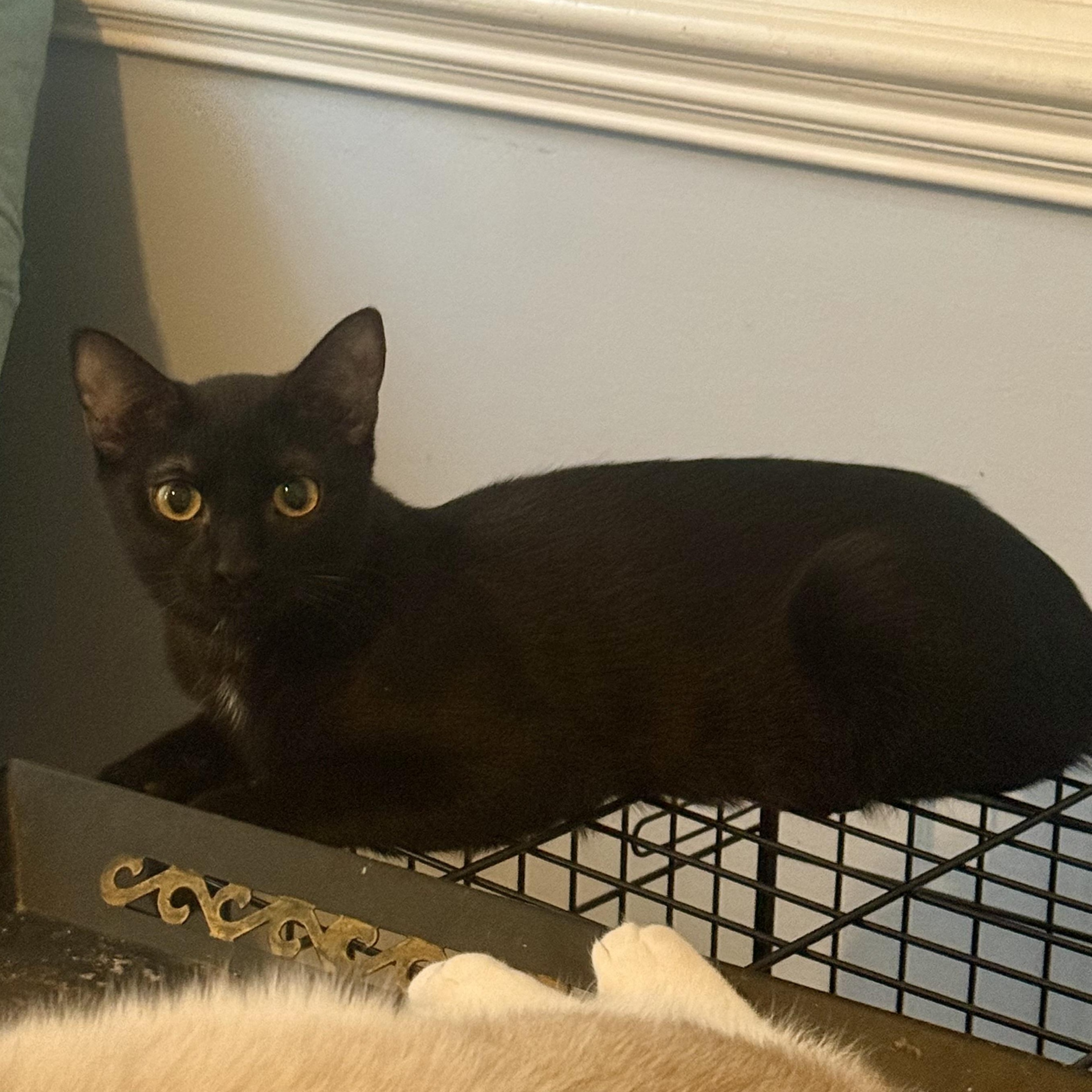 Enlarge Gonza Bon Bon, a Adoptable Domestic Short Hair in Richmond, VA image 1/1