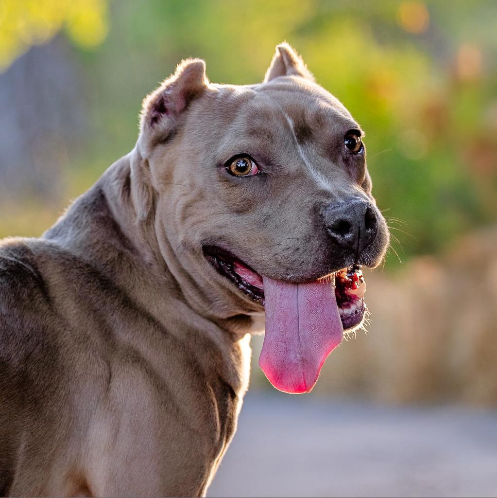 Violet, a Adoptable mixed breed in Turlock, CA image 1/6