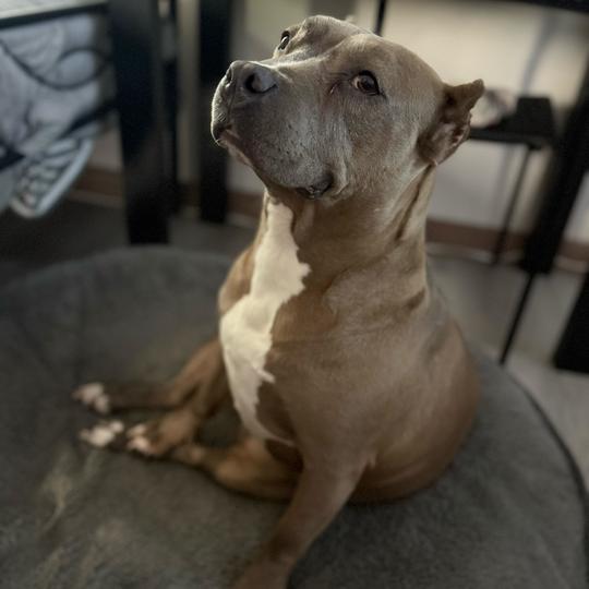 Violet, a Adoptable mixed breed in Turlock, CA image 2/6