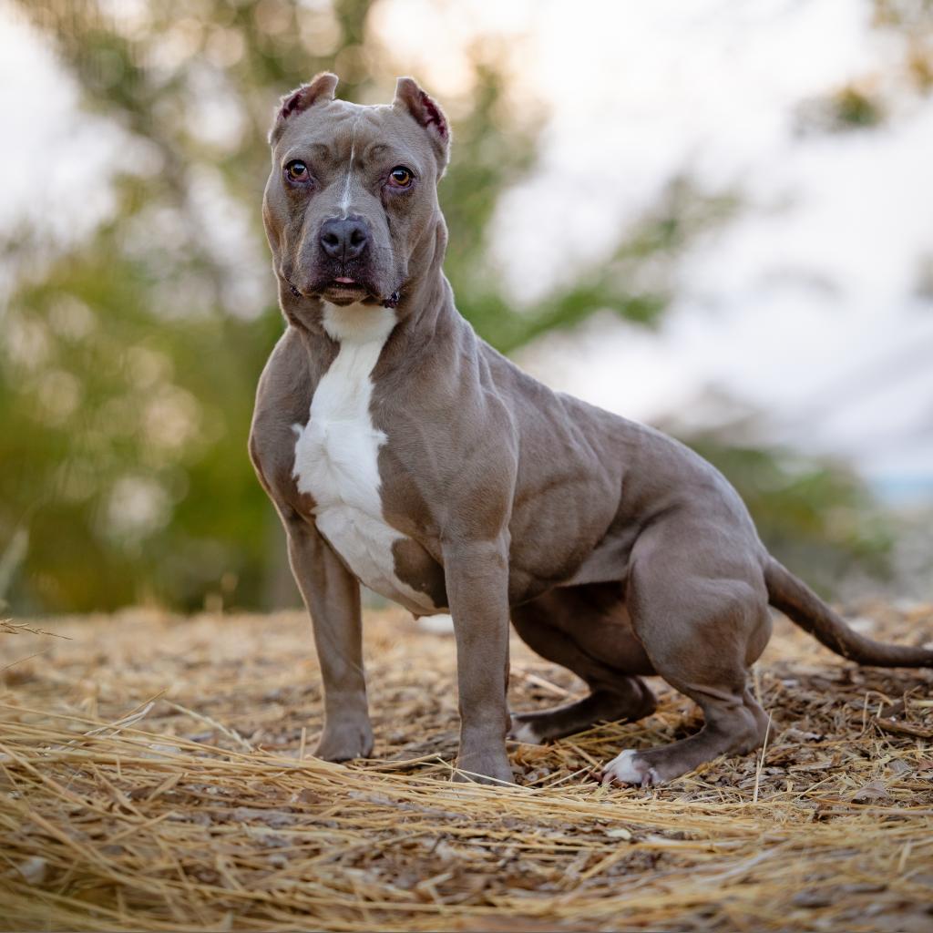 Violet, a Adoptable mixed breed in Turlock, CA image 3/6