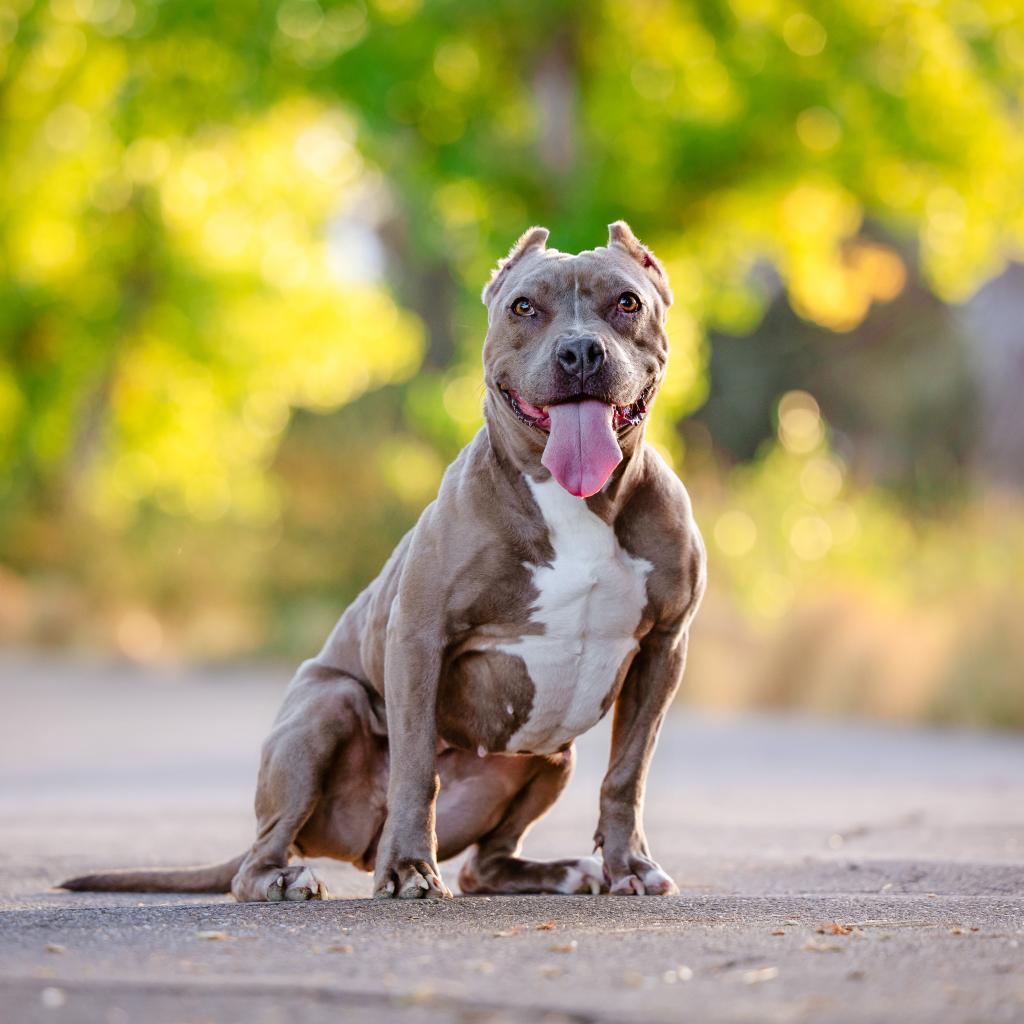 Violet, a Adoptable mixed breed in Turlock, CA image 4/6