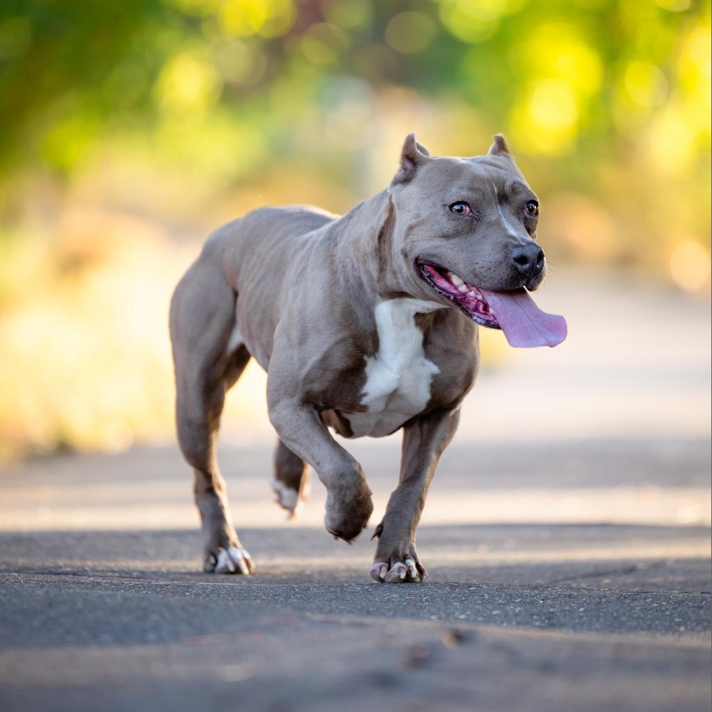 Violet, a Adoptable mixed breed in Turlock, CA image 5/6