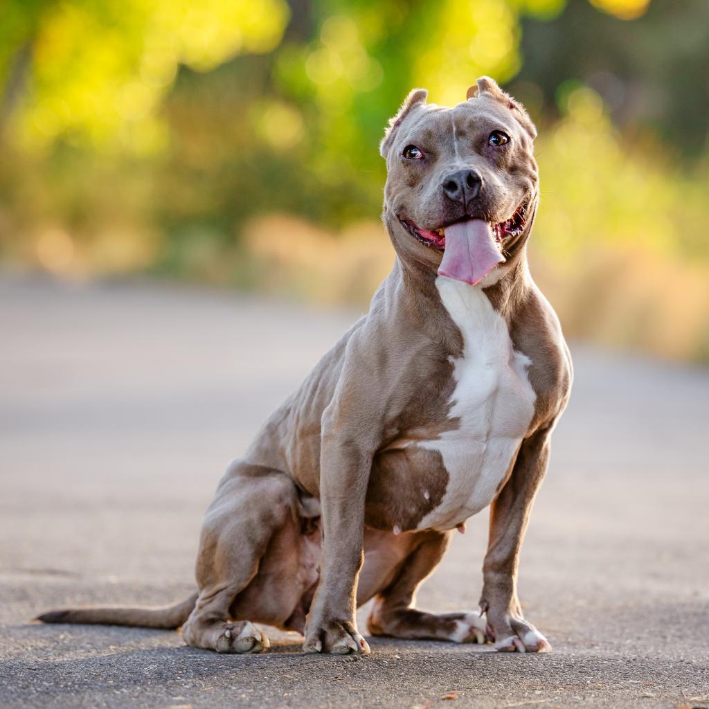 Violet, a Adoptable mixed breed in Turlock, CA image 6/6