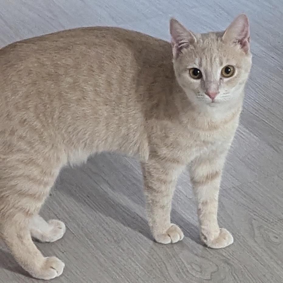 Cinnamon, Adoptable, Adult Female Domestic Short Hair.
