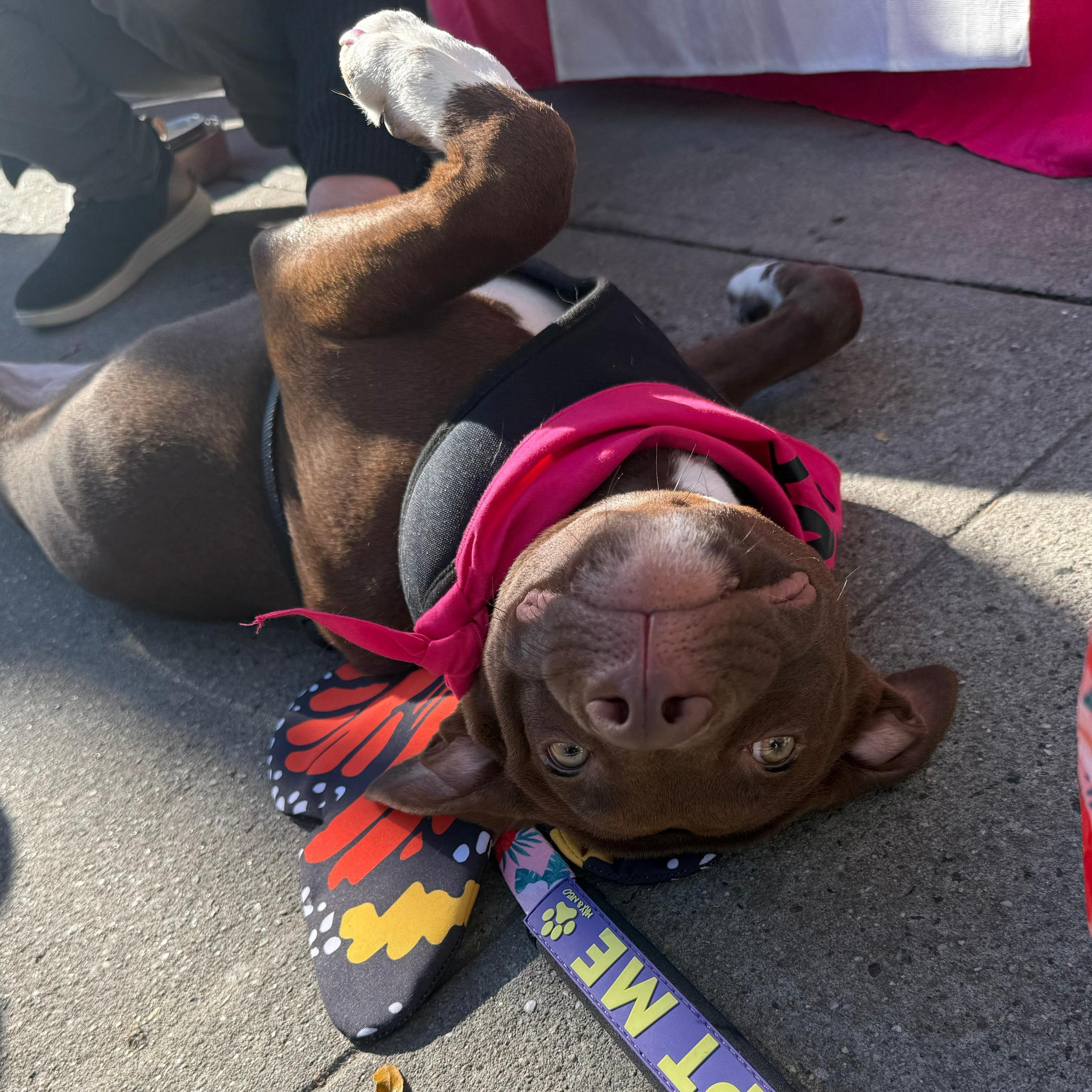 Enlarge Mary, a ADOPTABLE Pit Bull Terrier in New York, NY image 3/6
