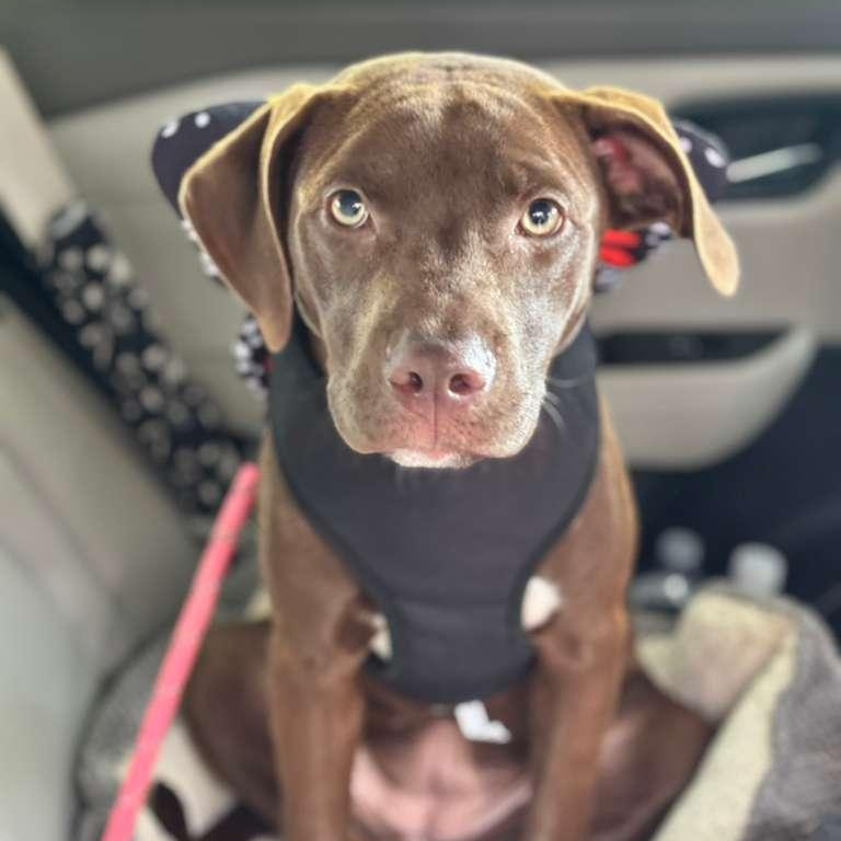 Enlarge Mary, a ADOPTABLE Pit Bull Terrier in New York, NY image 6/6