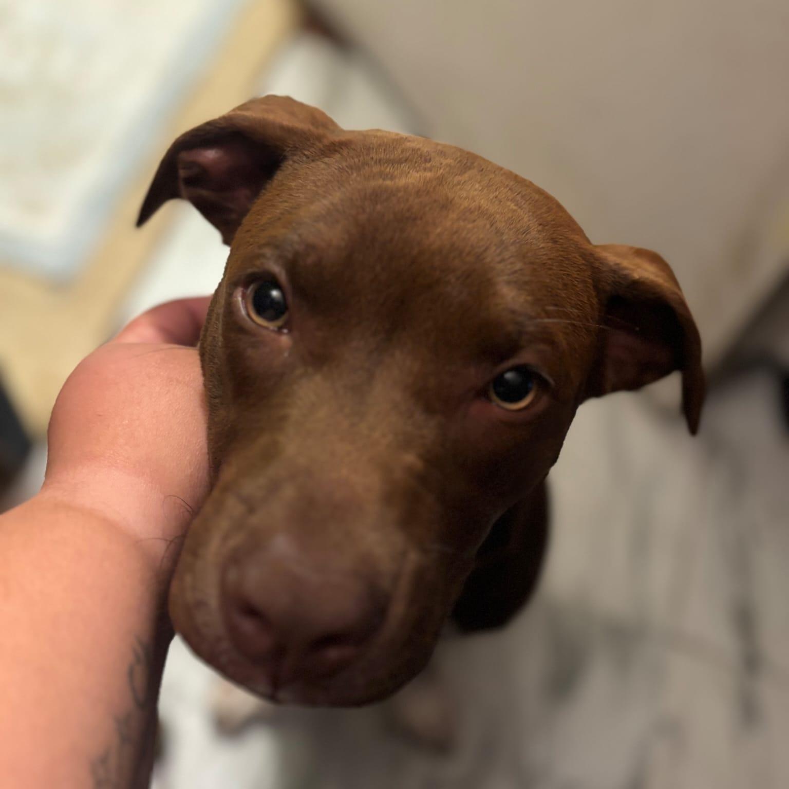 Enlarge Mary, a ADOPTABLE Pit Bull Terrier in New York, NY image 2/6