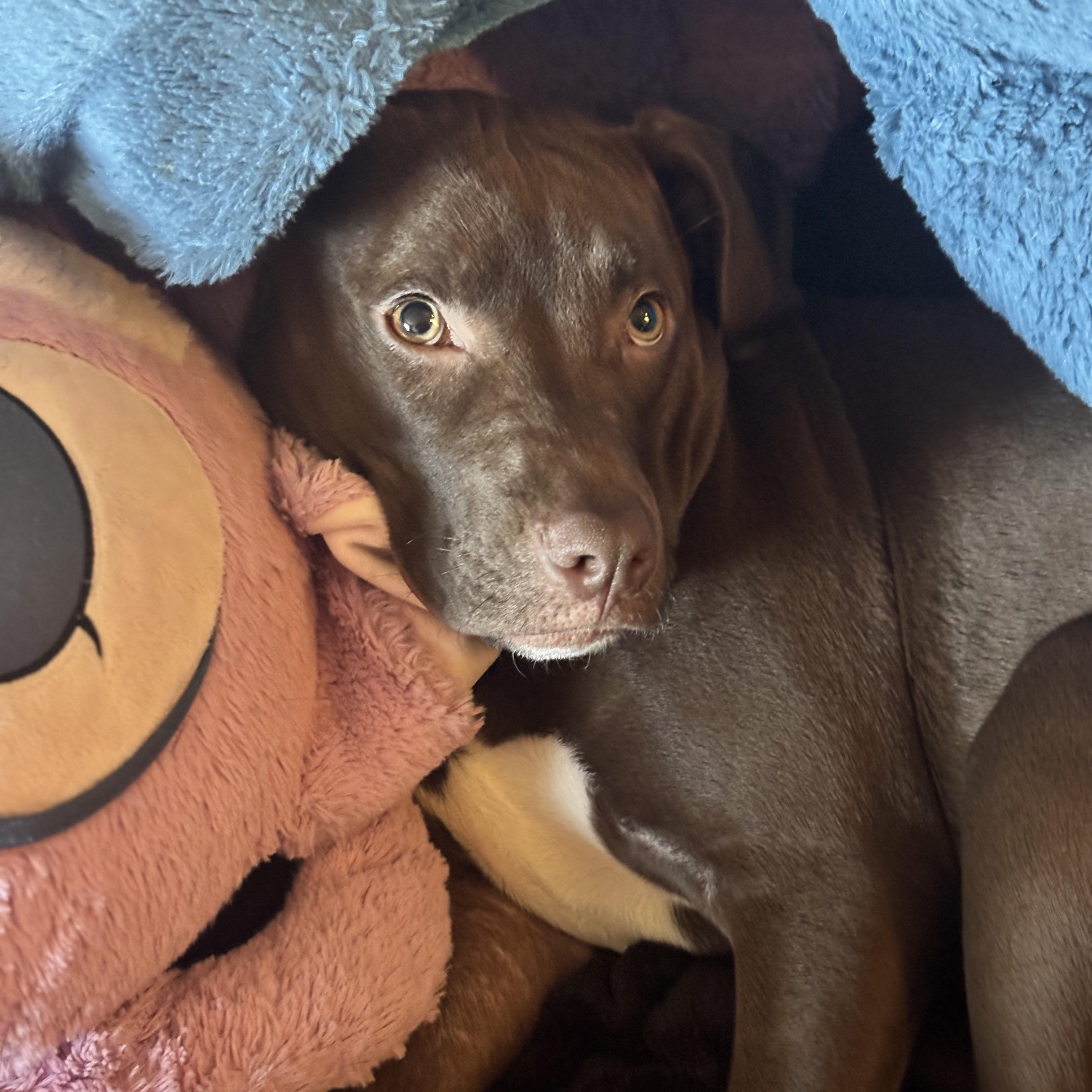 Enlarge Mary, a ADOPTABLE Pit Bull Terrier in New York, NY image 5/6