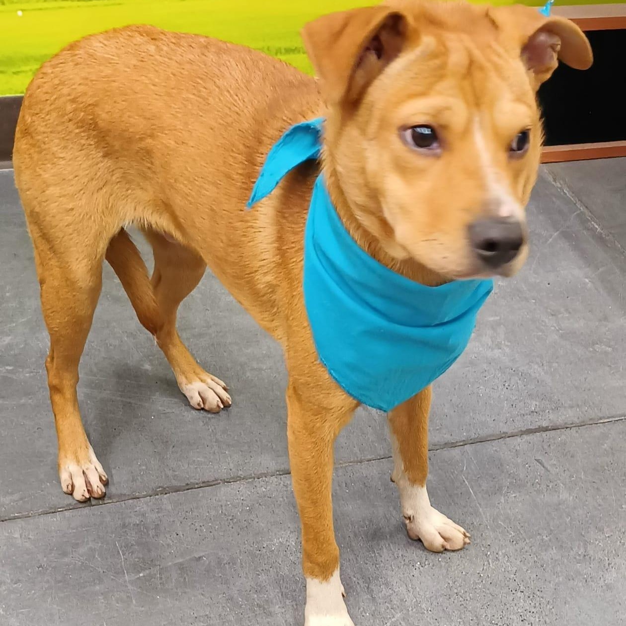 Enlarge Leo, a Adoptable mixed breed in San Diego, CA image 4/5