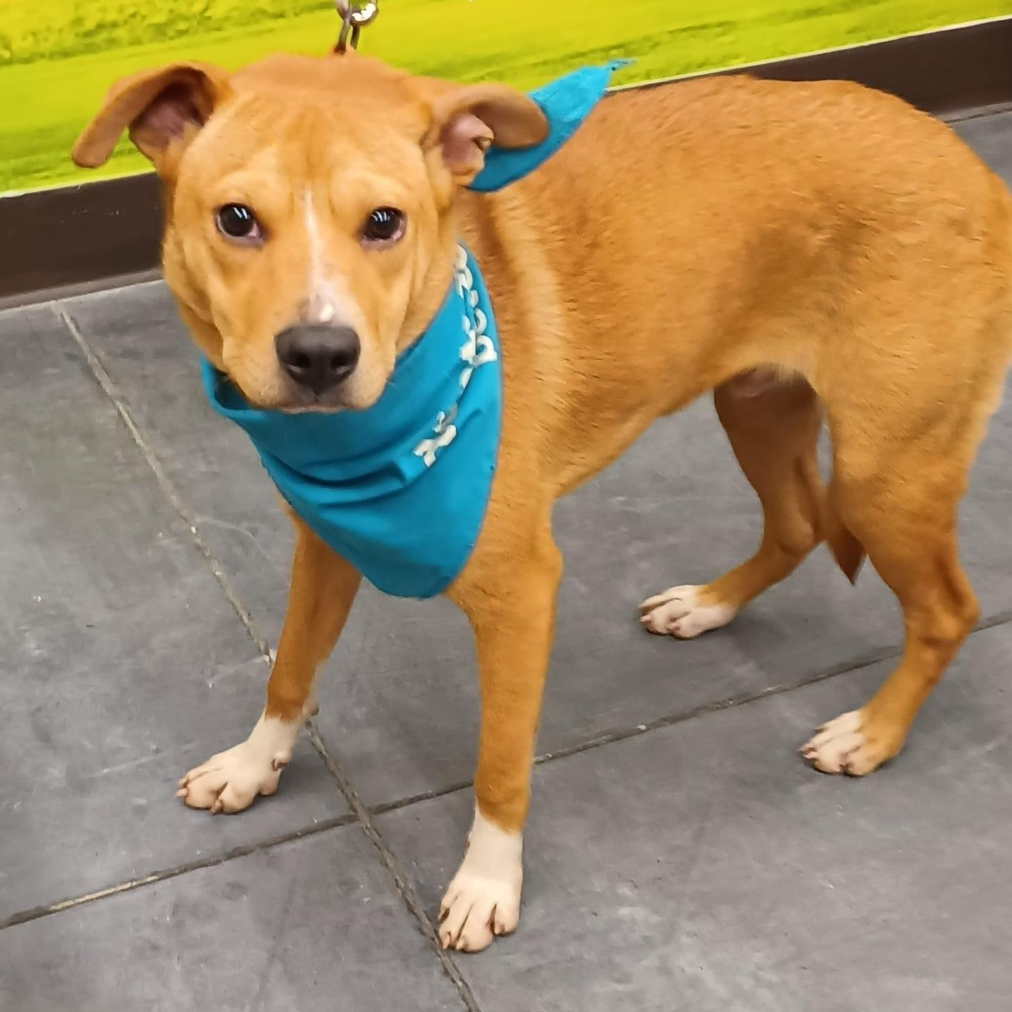 Enlarge Leo, a Adoptable mixed breed in San Diego, CA image 5/5