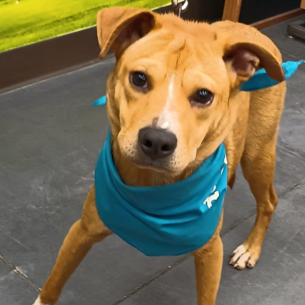 Enlarge Leo, a Adoptable mixed breed in San Diego, CA image 1/5