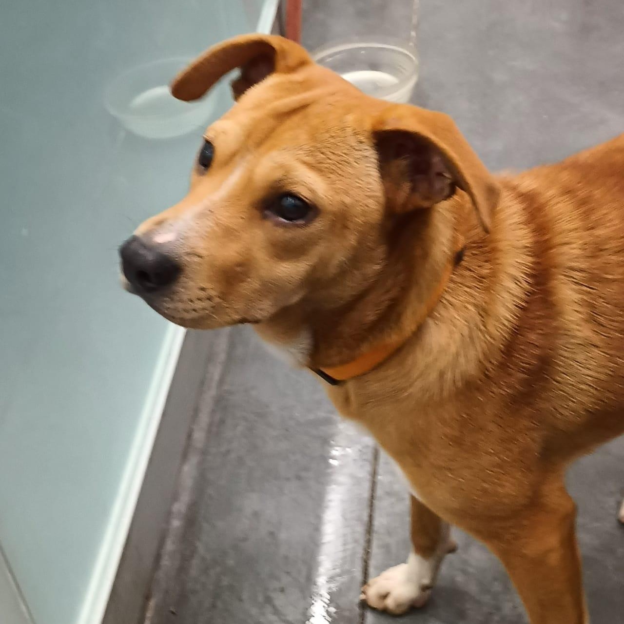 Enlarge Leo, a Adoptable mixed breed in San Diego, CA image 2/5