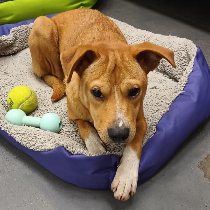 Enlarge Leo, a Adoptable mixed breed in San Diego, CA image 3/5