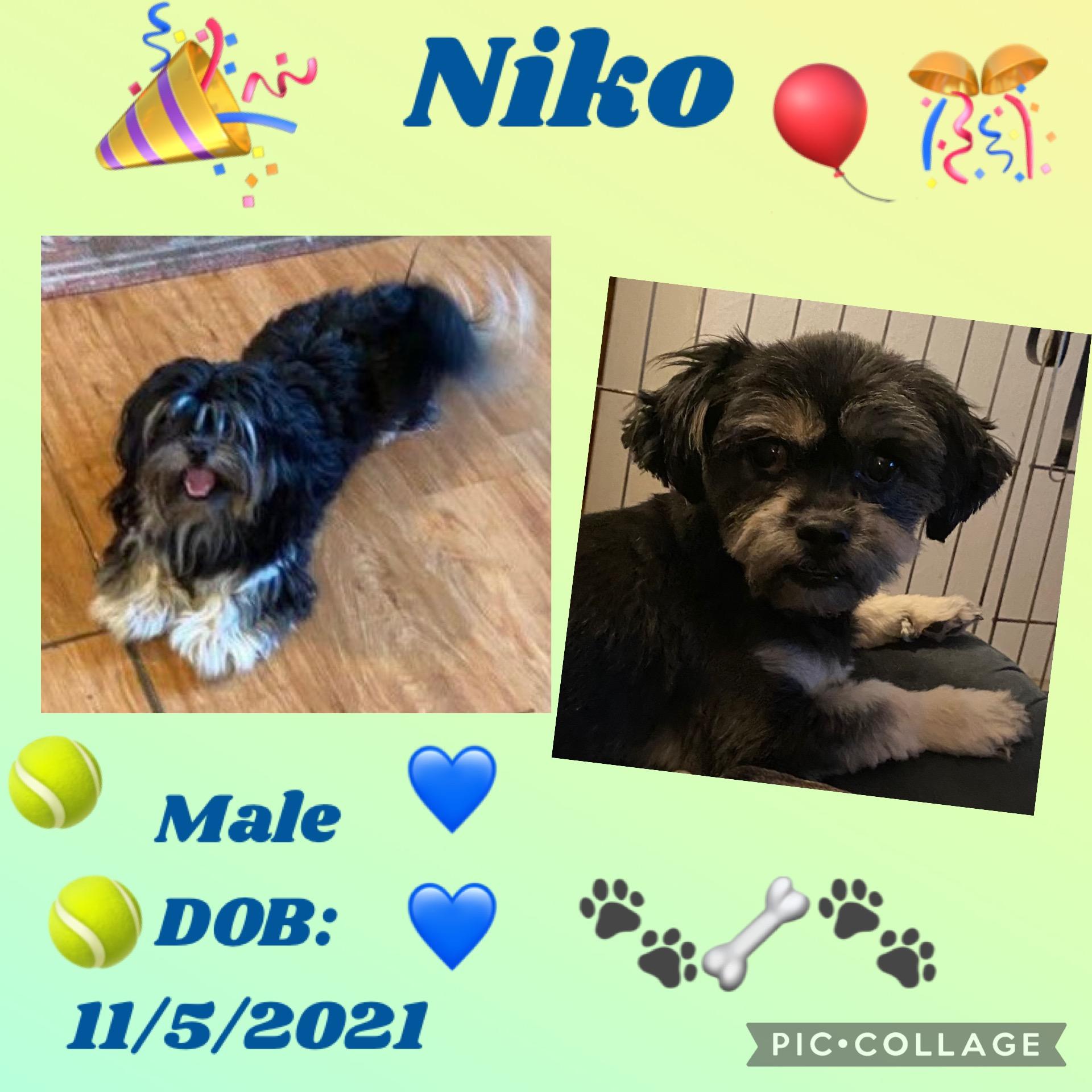 Enlarge Niko, a Adopted mixed breed in Anchorage, AK image 1/2