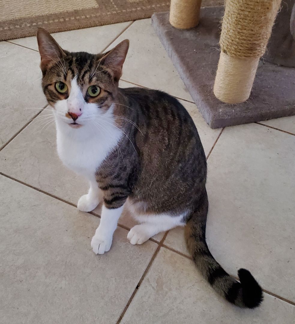 George, a Adopted Domestic Short Hair in Port Orange, FL image 1/2