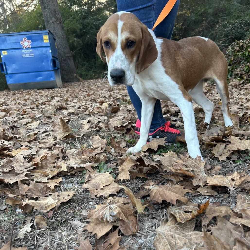 Piggy, Adoptable, Adult Male Basset Hound.