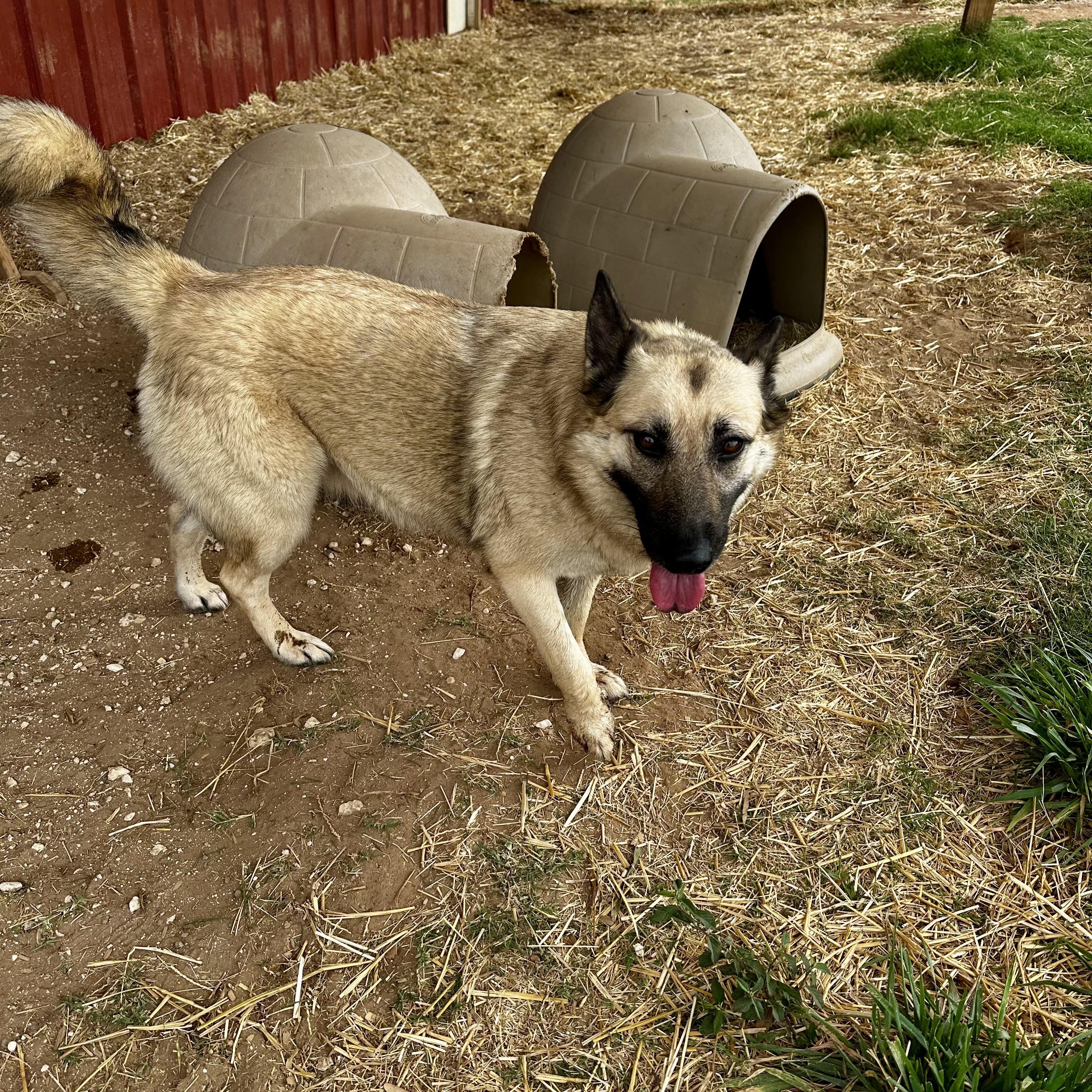 Haven, Adoptable, Adult Female German Shepherd Dog.
