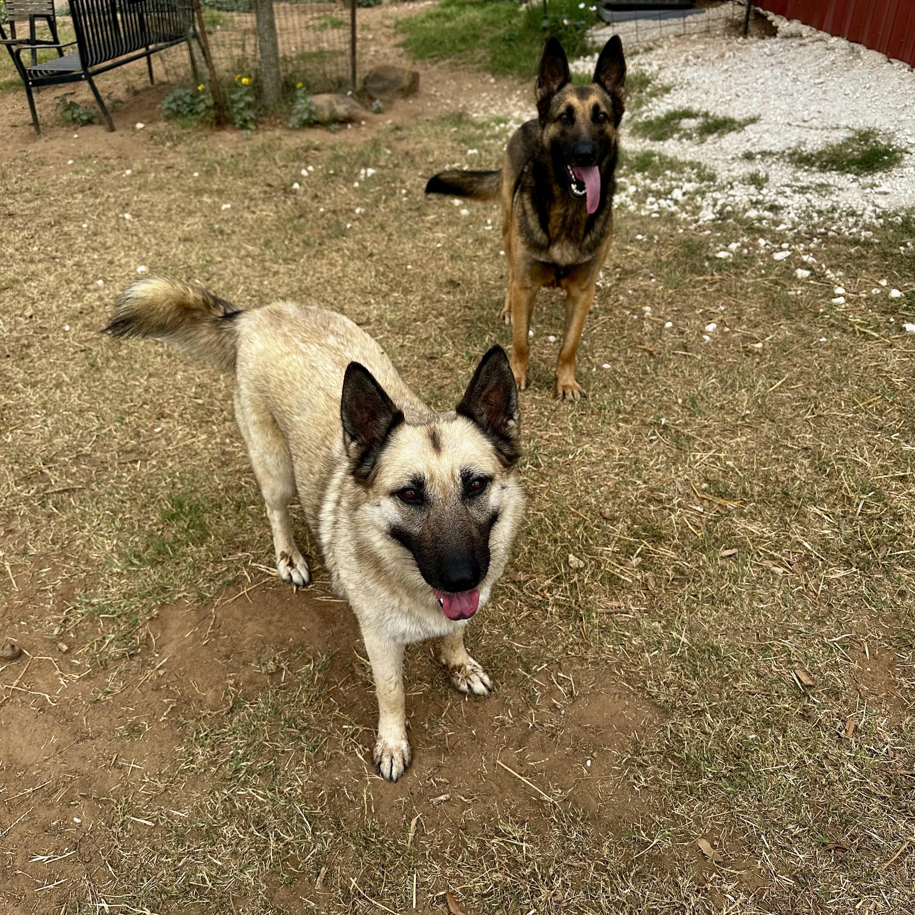 Enlarge Haven, a Adoptable mixed breed in Seguin, TX image 5/5