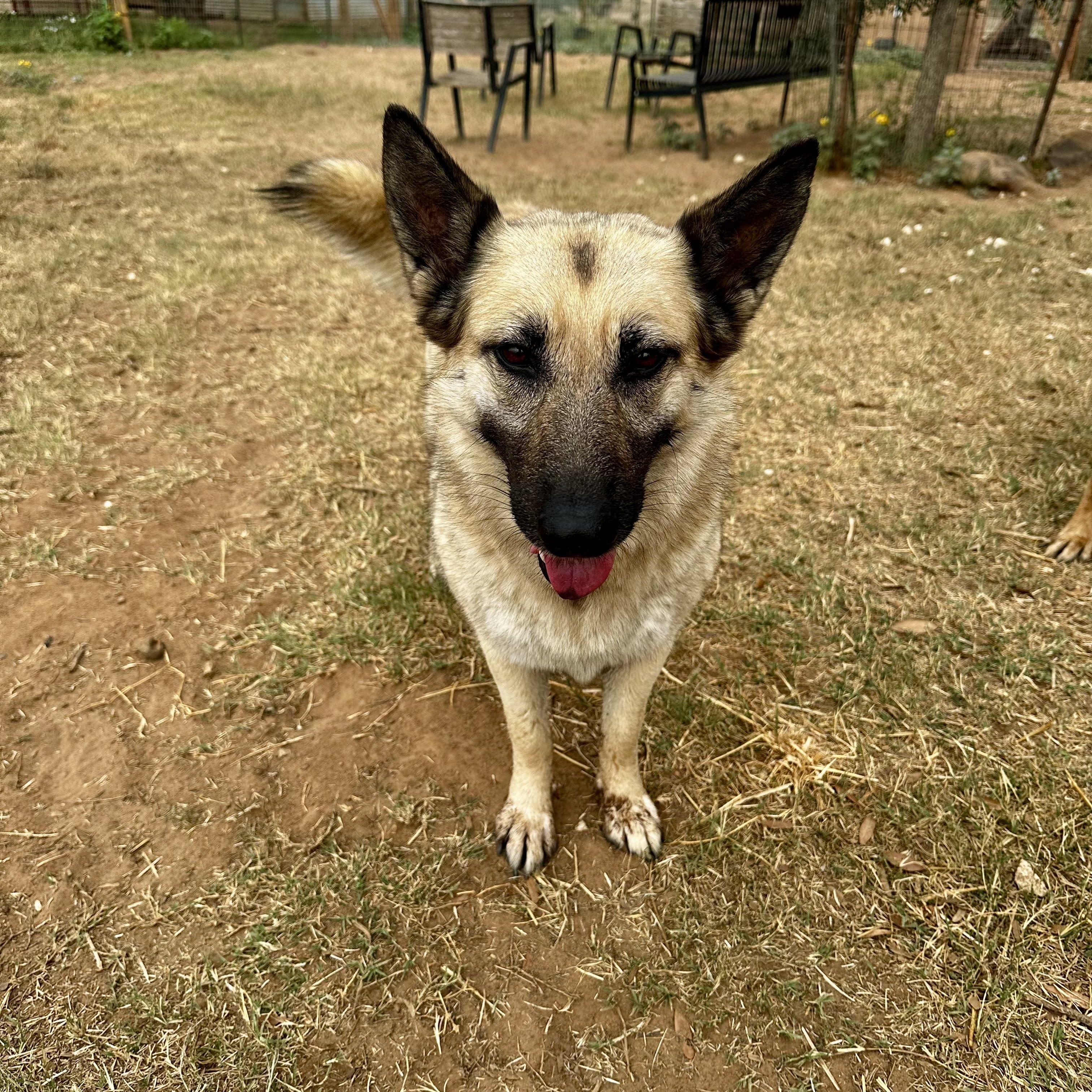 Enlarge Haven, a Adoptable mixed breed in Seguin, TX image 2/5
