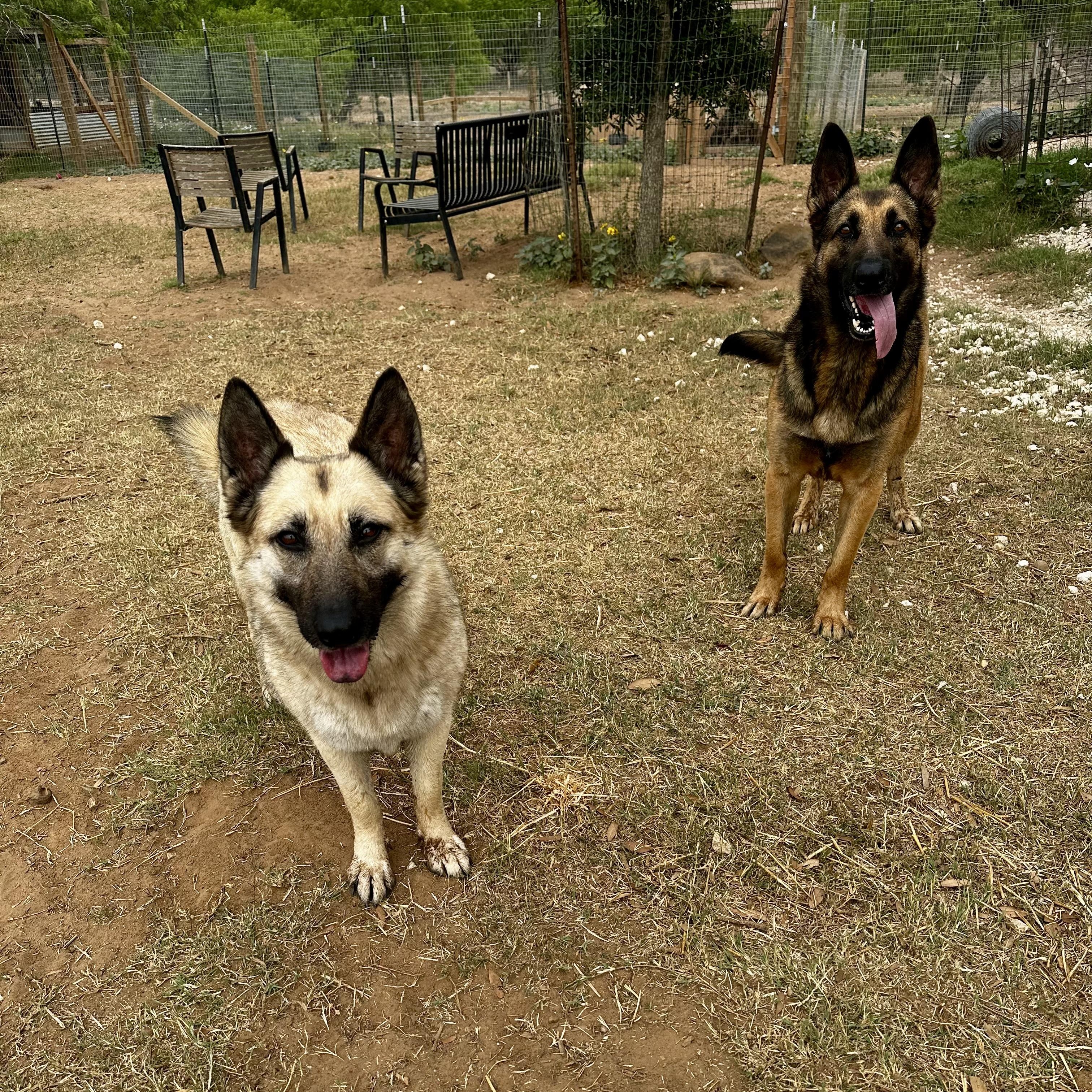 Enlarge Haven, a Adoptable mixed breed in Seguin, TX image 4/5