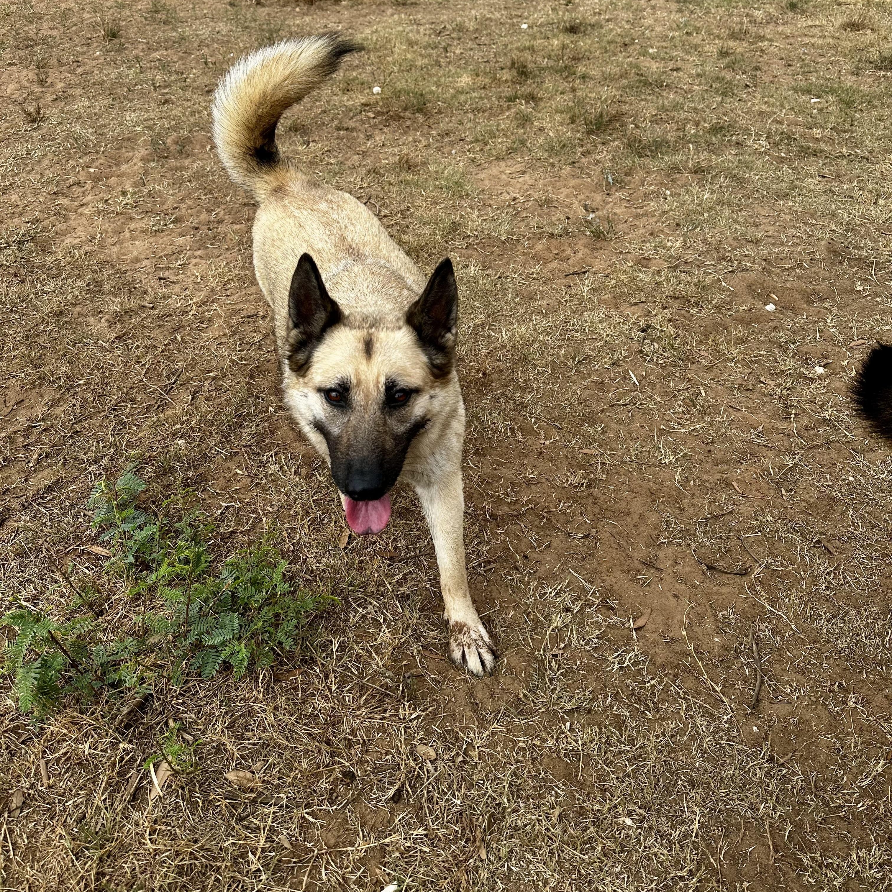 Enlarge Haven, a Adoptable mixed breed in Seguin, TX image 3/5