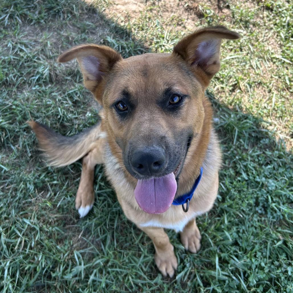 Odin, Adoptable, Adult Male German Shepherd Dog & Mixed Breed.