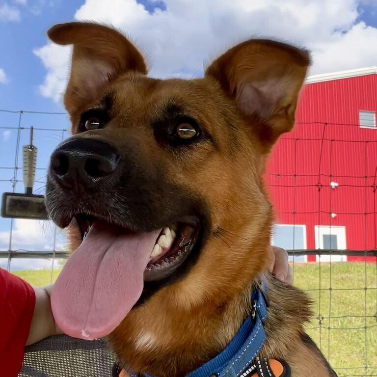 Enlarge Odin, a Adoptable mixed breed in Marion, VA image 2/6
