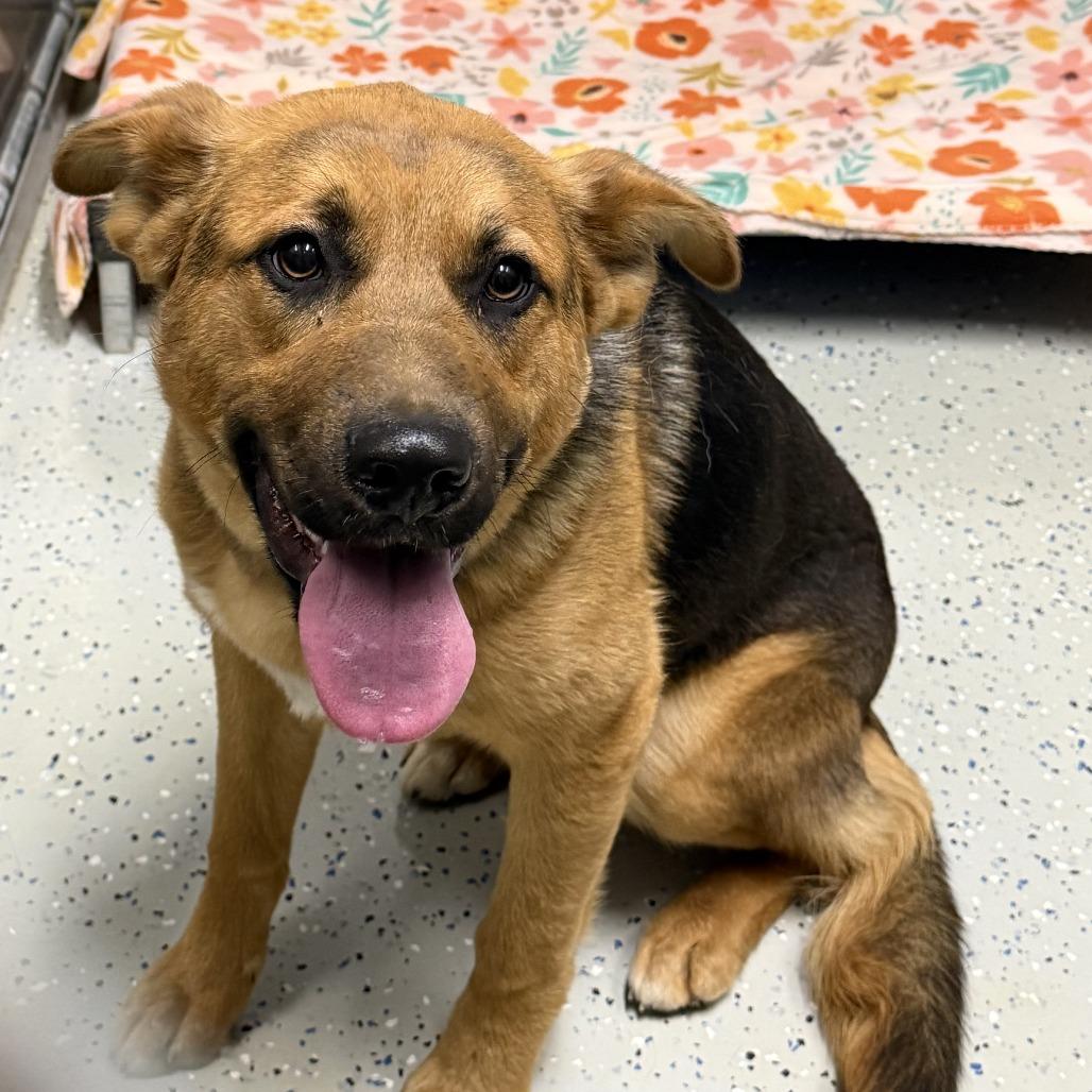 Enlarge Odin, a Adoptable mixed breed in Marion, VA image 2/6
