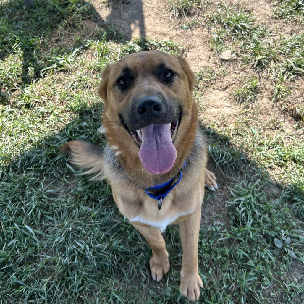 Enlarge Odin, a Adoptable mixed breed in Marion, VA image 4/6