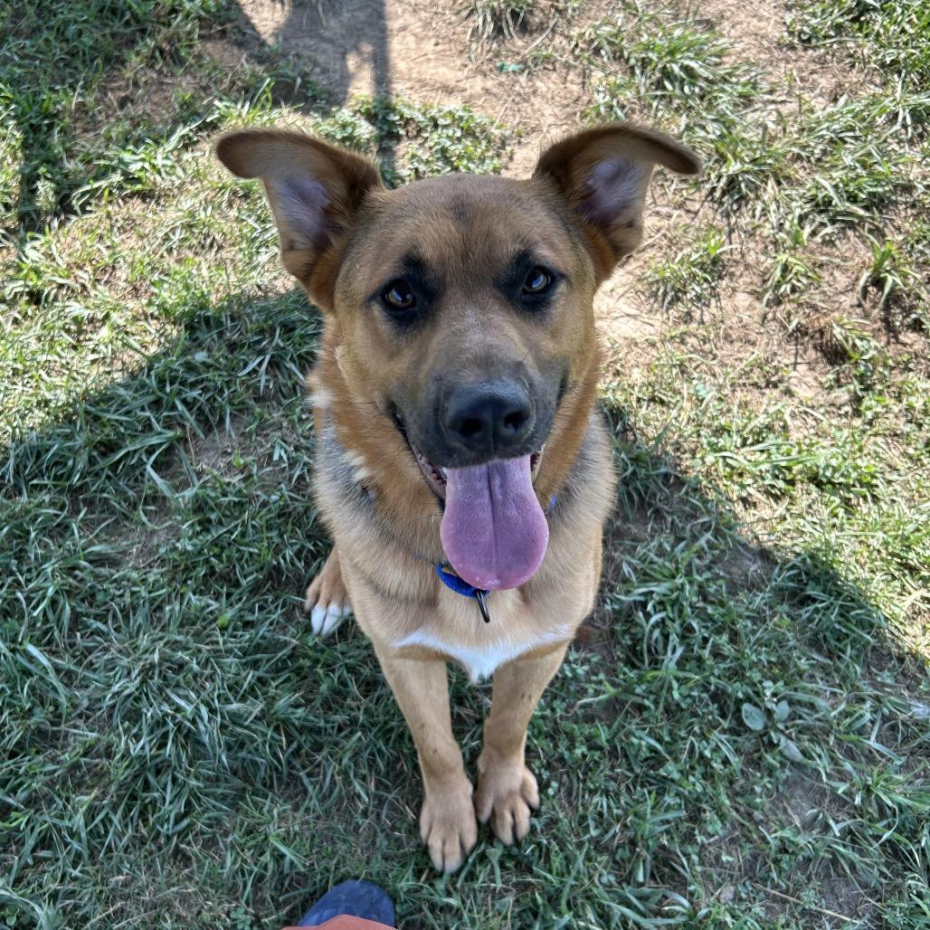 Enlarge Odin, a Adoptable mixed breed in Marion, VA image 5/6