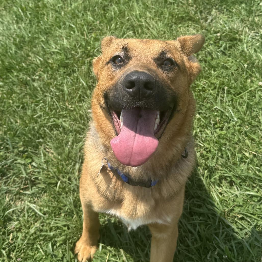 Enlarge Odin, a Adoptable mixed breed in Marion, VA image 6/6