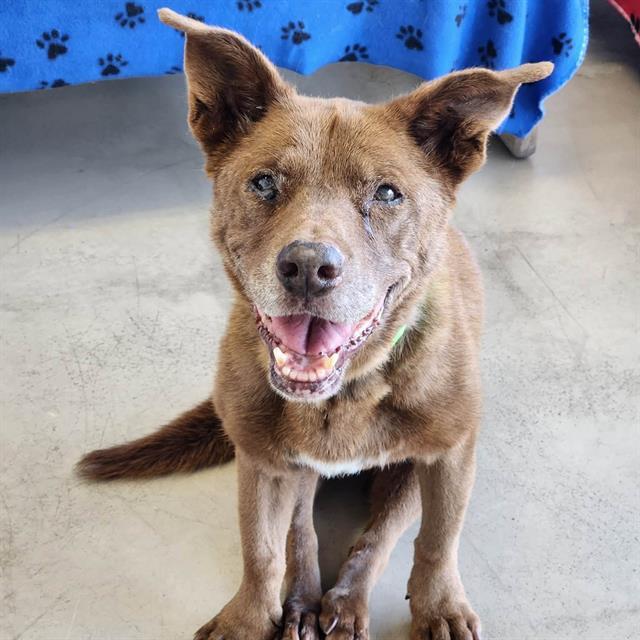 MOOSE, Adoptable, Senior Female Australian Kelpie & Mixed Breed.