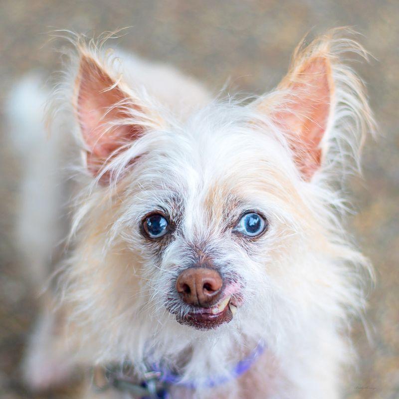 Opal, ADOPTABLE, Senior Female Terrier.