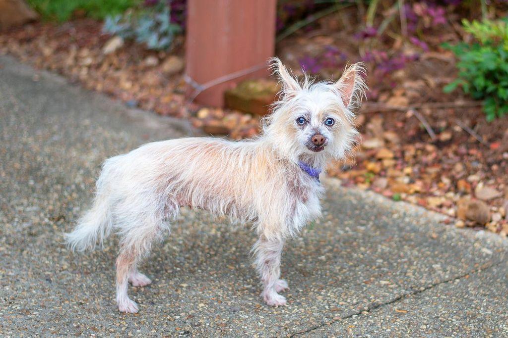 Enlarge Opal, a ADOPTABLE mixed breed in Baton Rouge, LA image 2/2