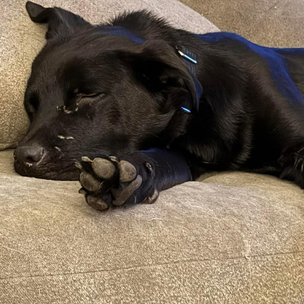 Enlarge Gale, a Adoptable mixed breed in Tomah, WI image 1/6