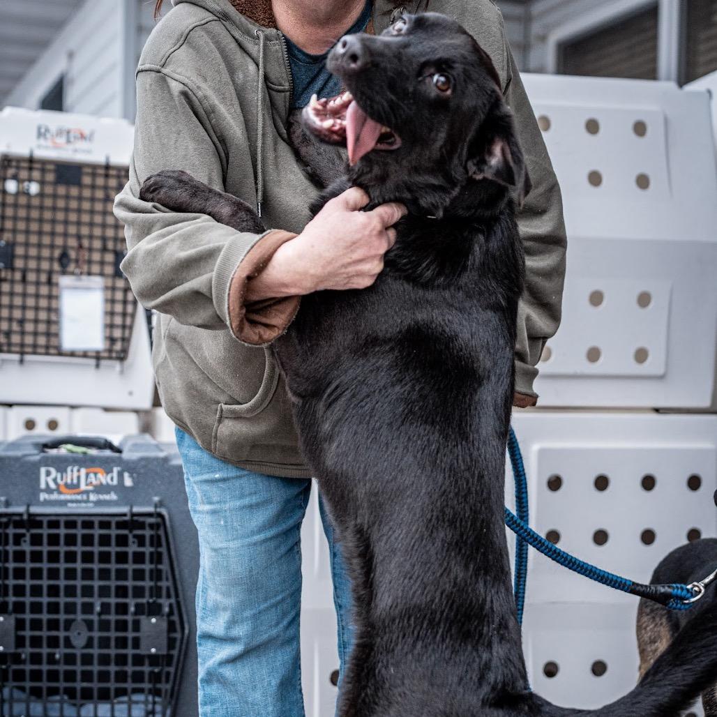 Enlarge Gale, a Adoptable mixed breed in Tomah, WI image 2/6