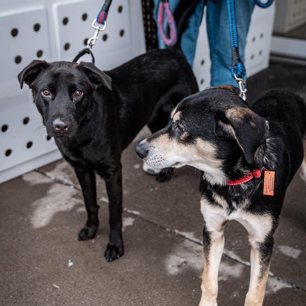 Enlarge Gale, a Adoptable mixed breed in Tomah, WI image 3/6