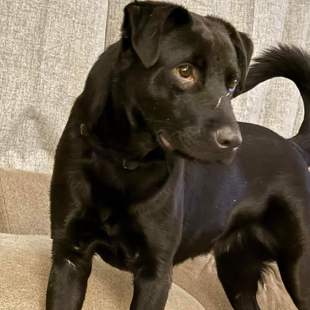 Enlarge Gale, a Adoptable mixed breed in Tomah, WI image 4/6