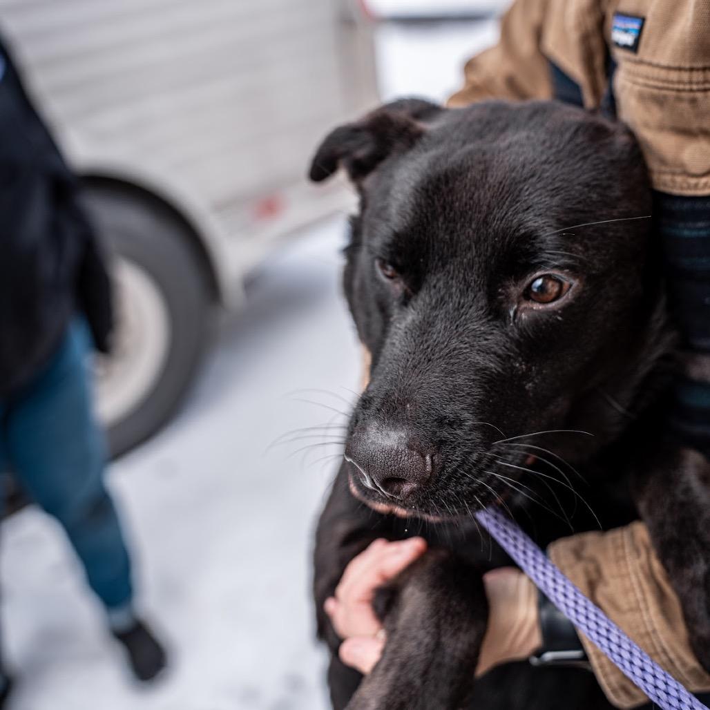 Enlarge Gale, a Adoptable mixed breed in Tomah, WI image 5/6