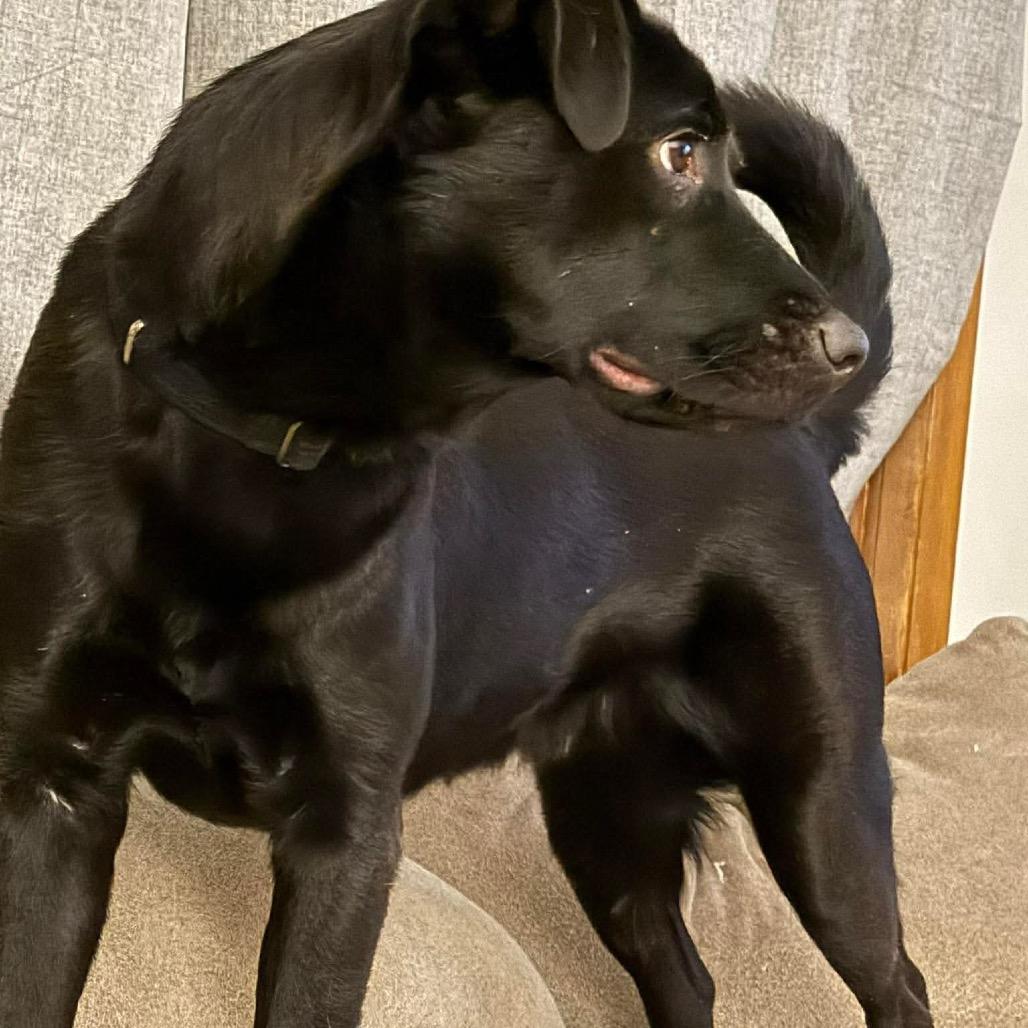 Enlarge Gale, a Adoptable mixed breed in Tomah, WI image 6/6