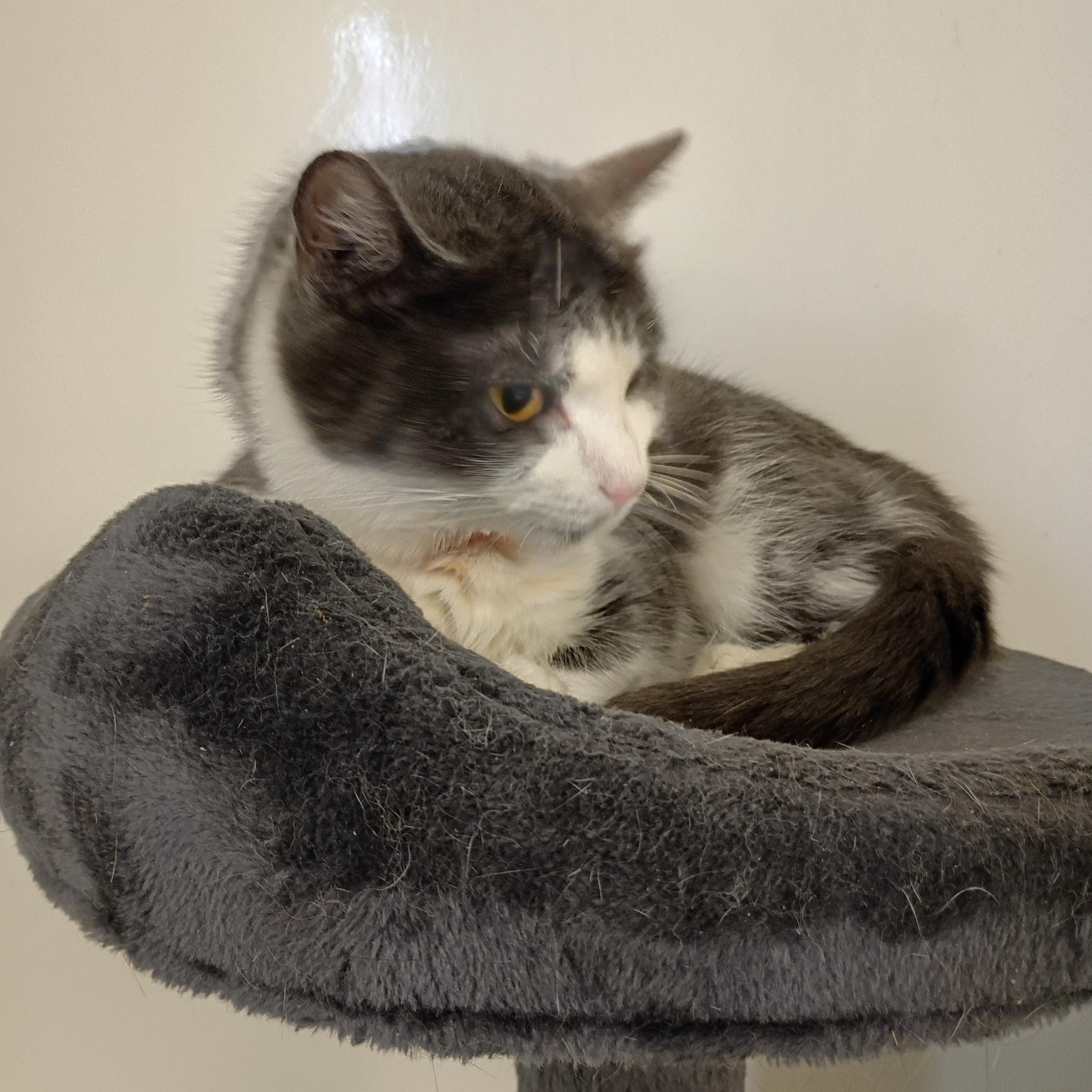 Enlarge Dottie, an adoptable Domestic Short Hair in Muncie, IN image 1/1