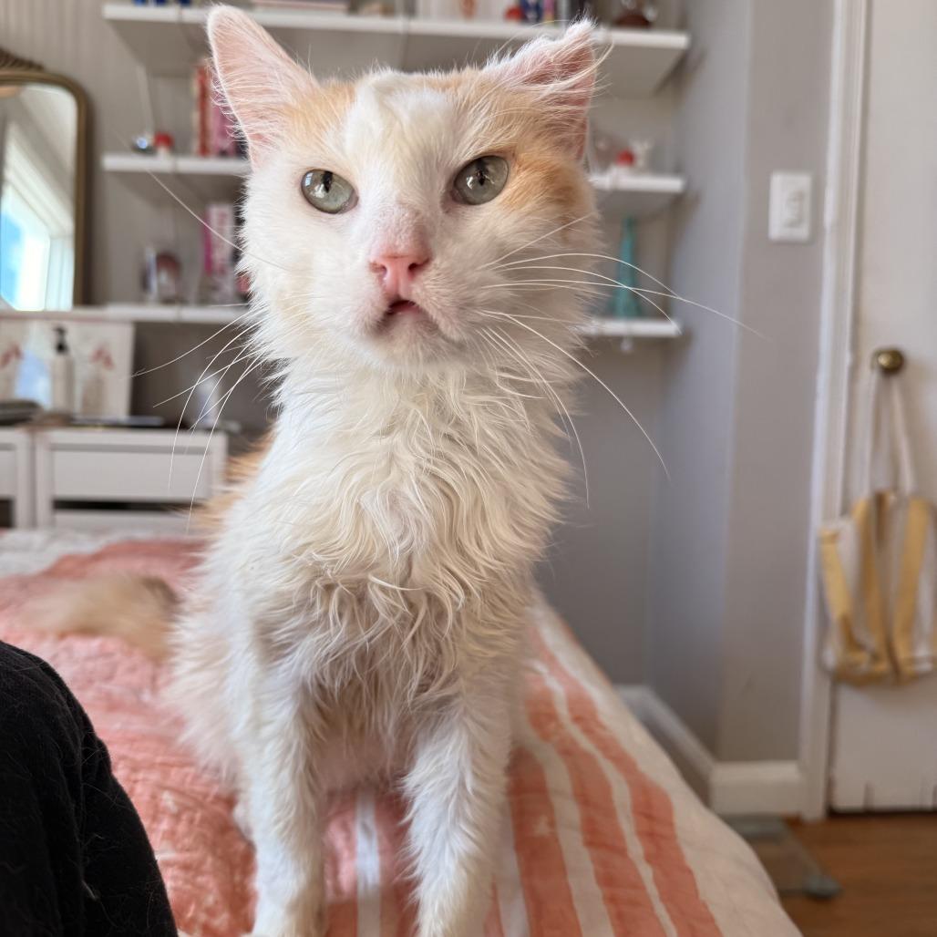 Lady Marmalade thumbnail 2