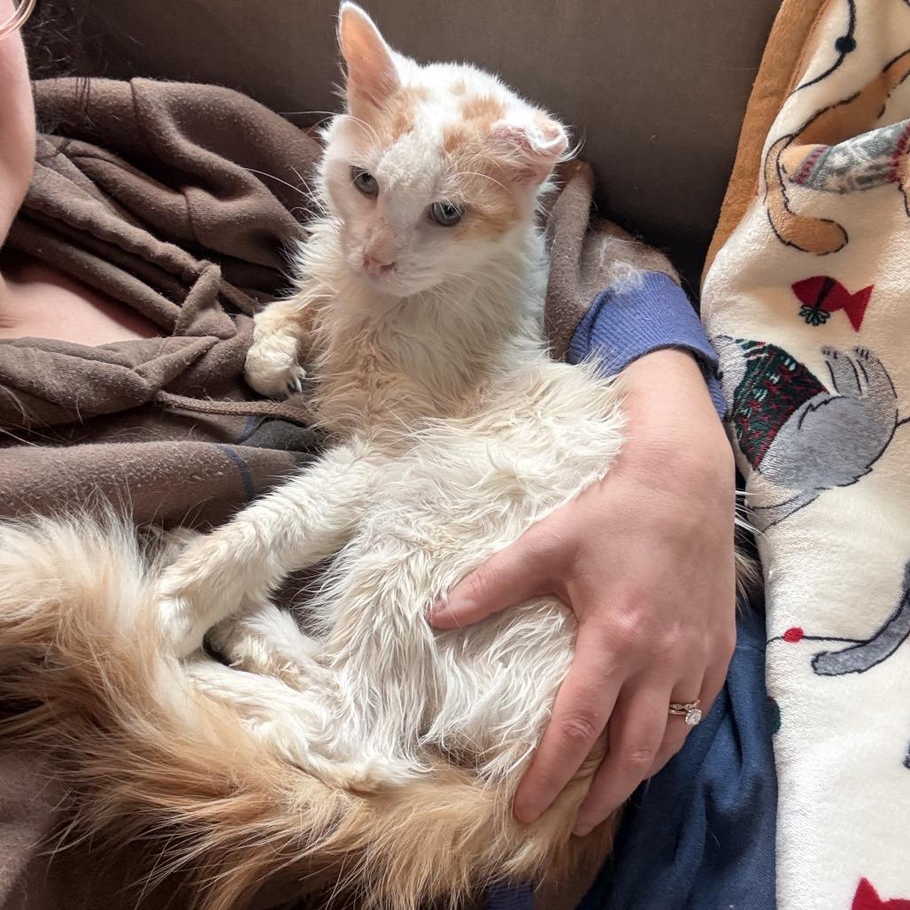 Lady Marmalade thumbnail 3