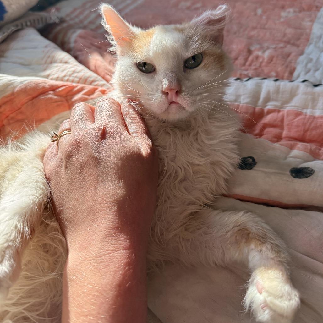 Lady Marmalade thumbnail 4