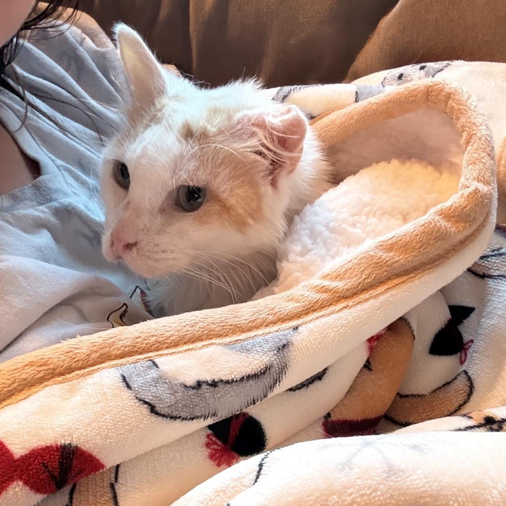 Lady Marmalade thumbnail 5