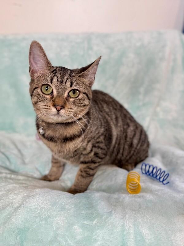 Queens New York — thumbnail 2