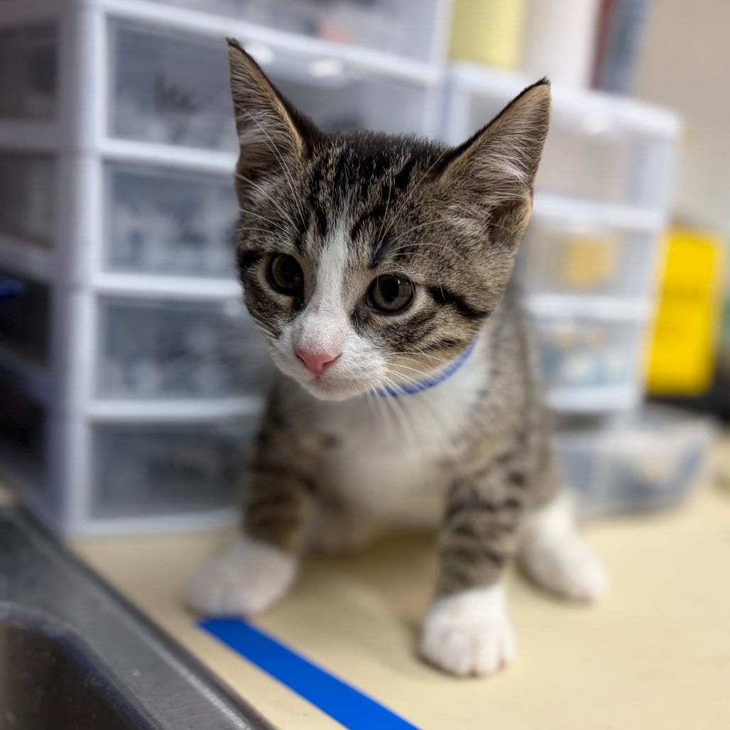 Cozmo, Adoptable, Kitten Male Domestic Short Hair.
