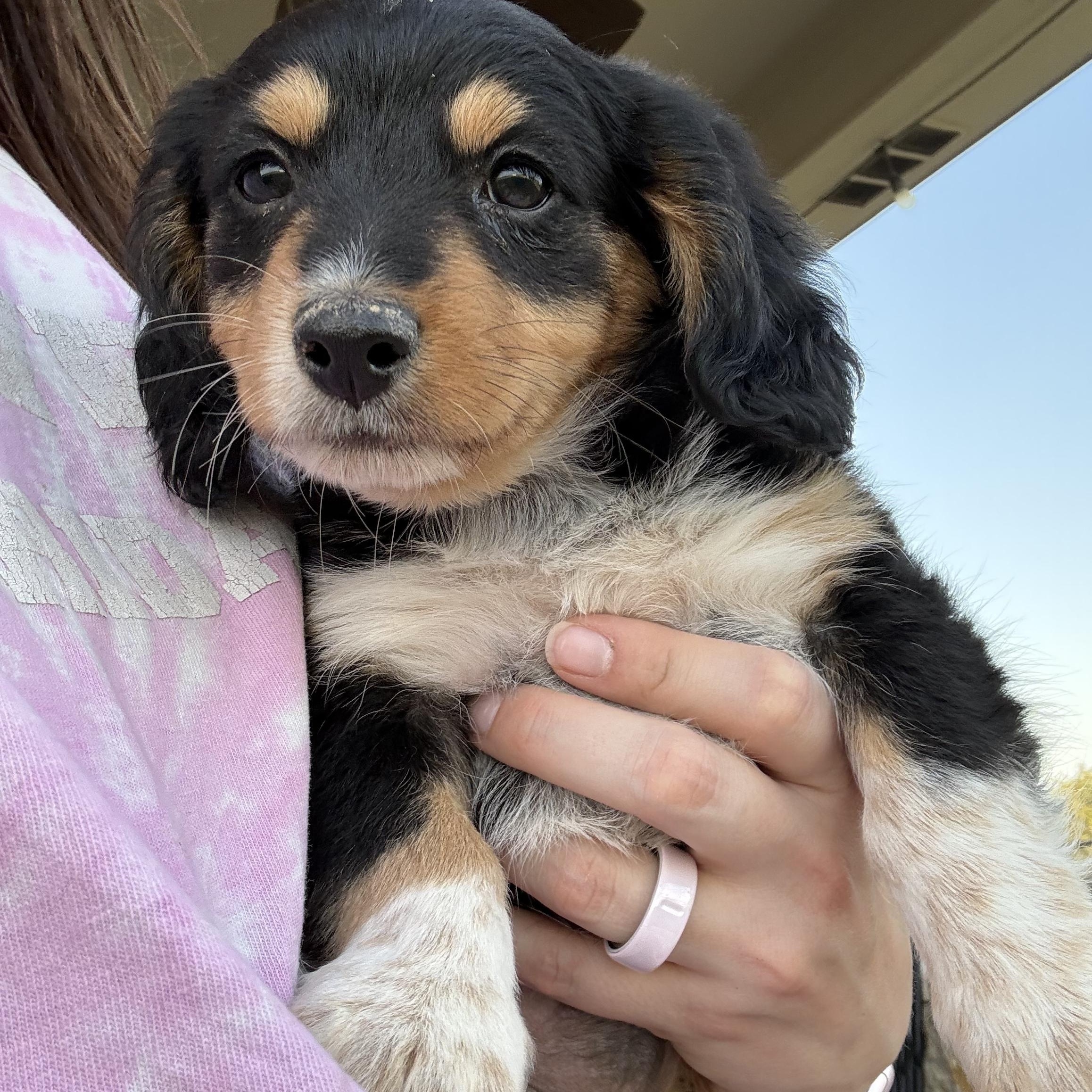 Enlarge Mojito, an adopted mixed breed in Copiague, NY image 1/1