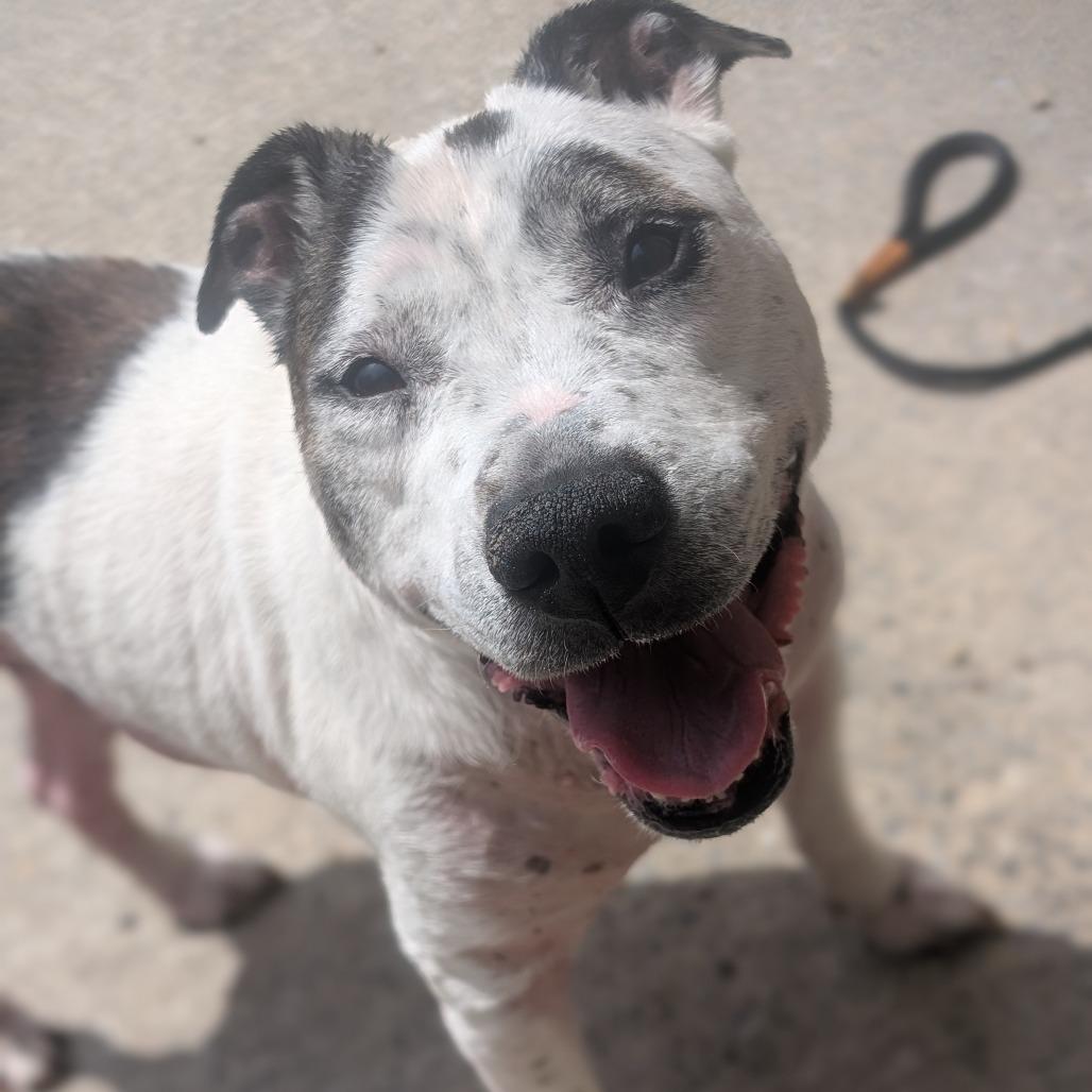 Rowdy Mae, Adoptable, Senior Female Pit Bull Terrier.
